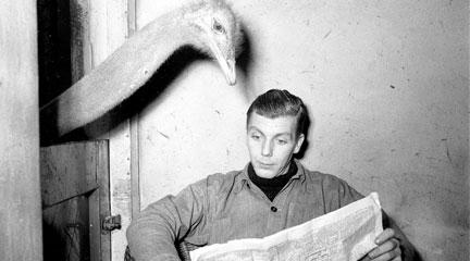 Photo, Ostrich reads newspaper of caretaker. Flickr