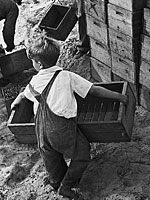 boy laborer in cranberry bog 1938