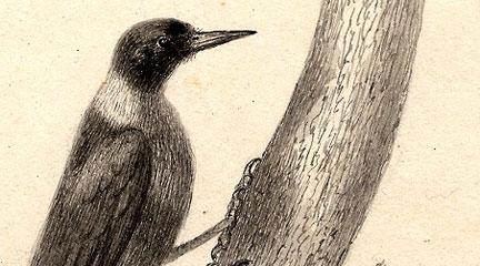 Illustration, Woodpecker, C. W. Peale, Biddle Edition Archive