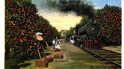 Postcard, Traveling through the orange groves, 19??, Curt Teich Co., FL Memory.