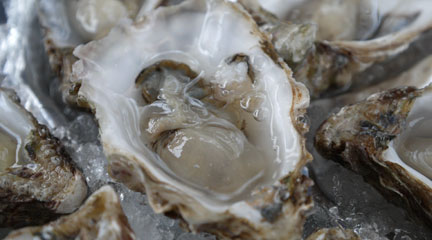Yo, Ho, Ho and a . . . Bushel of Oysters?