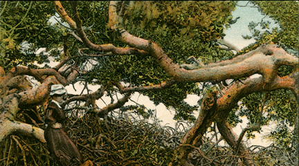 Reclaiming the Everglades: South Florida's Natural History, 1884-1934