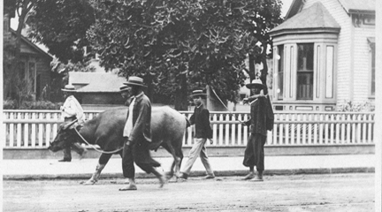 Photo, 5 Men or boys leading a water buffalo..., ca. 1900, Hawaiian Photo Album.
