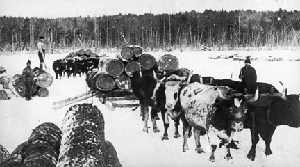 Photo, Hauling Logs With Oxen, c. 1880, Wisconsin Historical Society