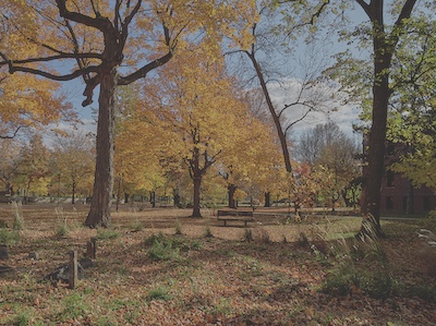 View of a woodsy section of campus, tree leaves have turned yellow and orange and fallen leaves cover the ground.