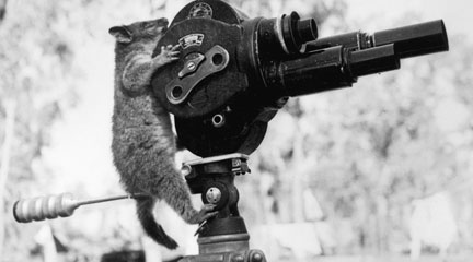 Photo, A possum and a movie camera 1943, Flickr Commons