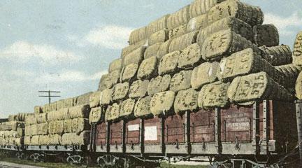 Postcard, Train Load of Cotton for Export, South, 1902-1903, NYPL