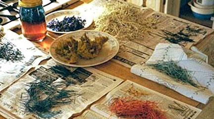 Photo, Dyeing Quills in the Kitchen…, N. Fonicello, NativeTech: Natural Dye.