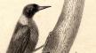 Illustration, Woodpecker, C. W. Peale, Biddle Edition Archive Illustration, Woodpecker, C. W. Peale, Biddle Edition Archive