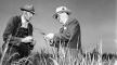 Gelatin silver print, Grass seed plants being examined, 1960, Flickr Commons