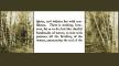 Maine birches, 1906, Library of Congress, and text from Midwife's Monitor, 1800 Maine birches, 1906, Library of Congress, and text from Midwife's Monitor, 1800