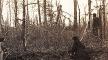 woods blown apart by artillery fire at Chancellorsville woods blown apart by artillery fire at Chancellorsville