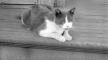 Photo, "Maltie" (cat) - summer, 1908, Louis Milton Thiers, Kenosha County Historical Society, Inc. Photo, "Maltie" (cat) - summer, 1908, Louis Milton Thiers