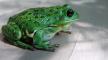 Photo, Barking Frog, Mark A. Musselman, U.S. Fish and Wildlife Service Photo, Barking Frog, Mark A. Musselman, U.S. Fish and Wildlife Service