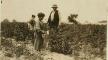 photographic print, Young Polish berry picker, July 1909, Lewis Wickes Hine, LOC