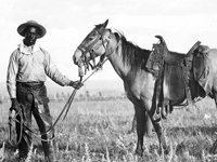 Photo, Black cowboy and horse, c. 1890-1920, Western History Collection